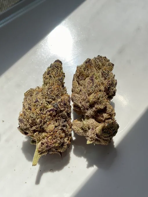 Jungle Runtz Strain Jungle Runtz Strain